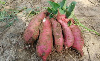 红薯地里的小象虫要怎么防治好,地瓜虫怎么消灭最快最有效