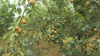 梨什么季节成熟采摘成熟季节是几月份,大白梨几月份成熟