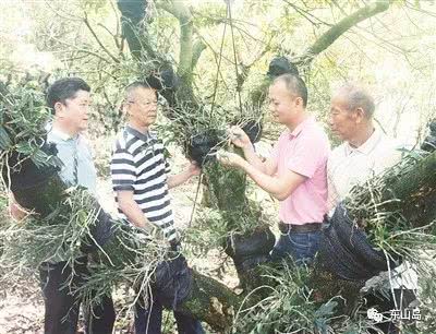 龙眼树上种 仙草 