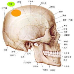 唐僧的头盖骨 揭秘大报恩寺地宫里最值钱的宝物 图 