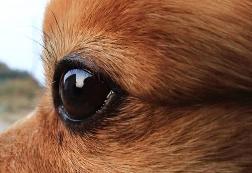你们认为狗狗的眼睛只能看到黑色和白色 专家的答案让你出乎意料