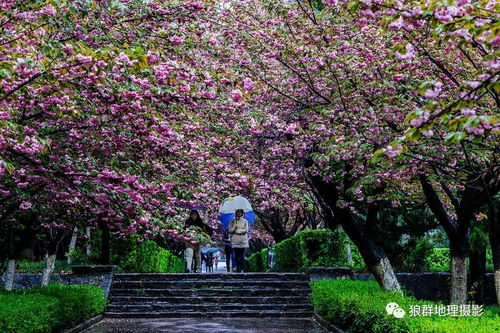 雨中樱花 落英的意境