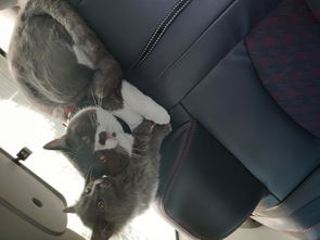 猫咪第一次跟主人坐车出远门,把座椅当成猫抓板,铲屎官心在滴血