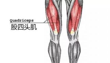 辟谣 膝盖疼需要完全不动静养 可能肌肉萎缩 医生教你3招预防