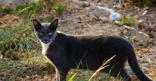 野猫 肆虐 澳洲,疯狂捕杀动物,令当地人谈猫色变