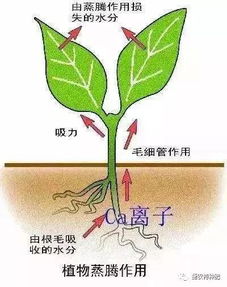 钙肥知识