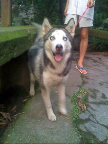 请问 在重庆地区养雪橇犬的朋友们是如何照顾这种狗狗的