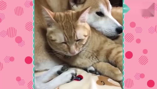 柴犬把狗头搭在橘猫身上 猫咪的反应亮了 