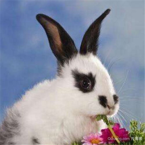 英国斑点兔和家兔区别 英国斑点兔多少钱一对 英国斑点兔可以洗澡吗 