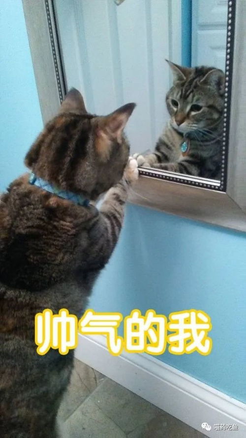 照镜子的猫是爱美 他可不这样想