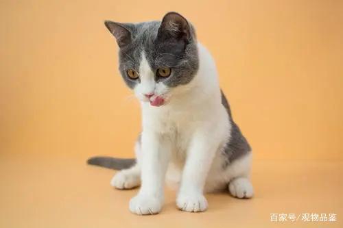 小猫怎么叫 猫叫可以作为猫之间交流的信号