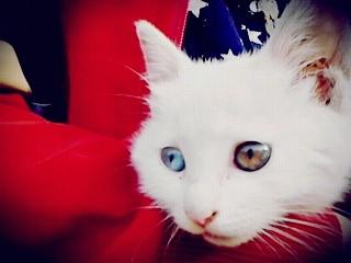猫咪的眼睛瞬间变红色,一会又变成平常的颜色怎么回事呢 