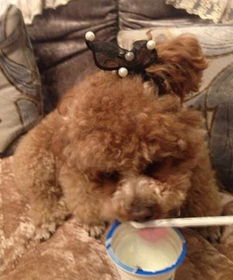 泰迪等狗狗到底能不能喂食它们酸奶 好处跟坏处都有哪些 