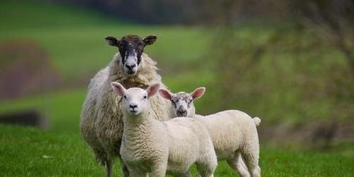 属羊男人对待感情是怎样的