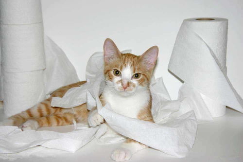 家里的卫生纸,被猫咪撕成 碎花裙