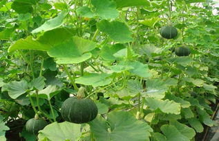 蜜本南瓜的高产种植技术,南瓜的种植与管理技术
