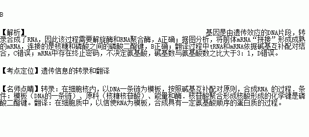 下面是真核细胞染色体上基因的表达过程示意图.有关叙述正确的是A.基因的转录需要DNA解旋酶.RNA聚合酶参与B. 拼接 时在核糖和磷酸之间形成化学键C.翻译过程中tRNA和运载的氨基酸依据碱基互补配对结合 