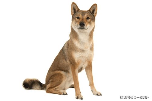 日本六犬是什么意思,分别是哪些犬种,除了这些还有吗
