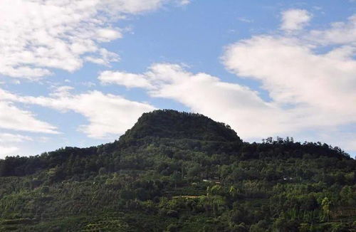 旅游日记 徒步蒲江官帽山,观赏万亩樱桃花