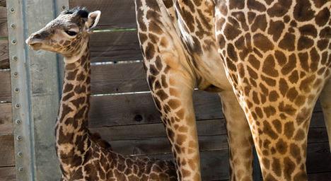 休城表彰姚明保护动物 给小长颈鹿起名 姚 图
