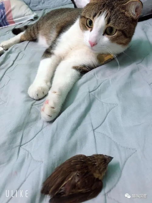 铲屎官回到家,发现猫咪抓了只鸟放在床上