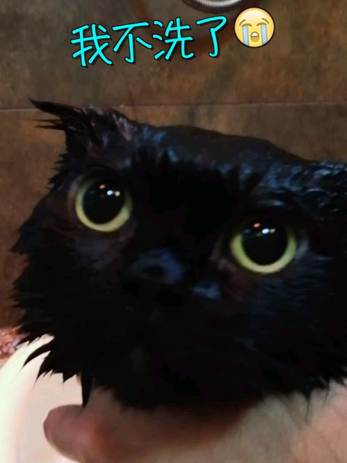 一只黑黑的小煤球洗澡澡 黑猫 治愈 千岁岁 