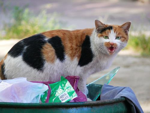 毒猫粮在某宝泛滥,喂流浪猫都不吃,国产放心的猫粮品牌怎么选