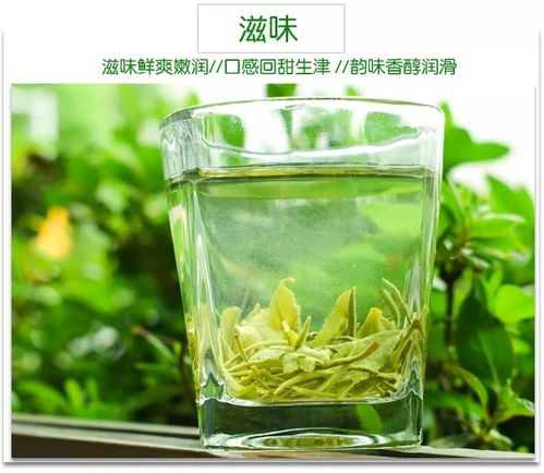 我们都喝得起的绿茶,都匀毛尖茶大众绿茶