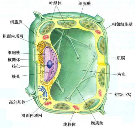 植物细胞结构图 搜狗图片搜索