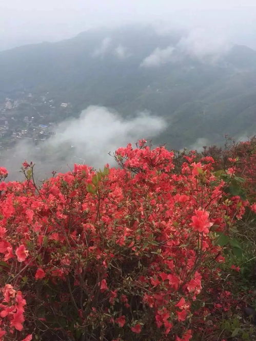 待到山花烂漫,我在大武夷等你