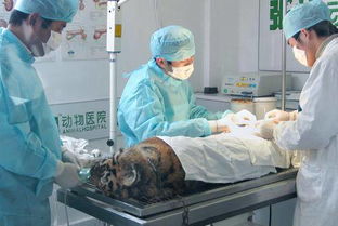 宠物医院成功完成给小老虎取钢板手术 