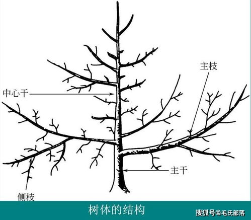 树各个部位名称图片 搜狗图片搜索