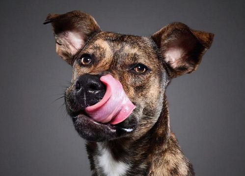 狗狗身体语言 12种狗狗情绪大解读