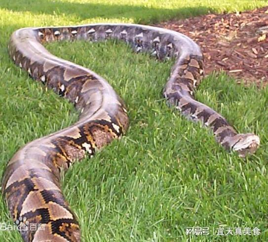 世界上最大的十大巨蟒,世界十大蟒蛇排名 网纹蟒最大