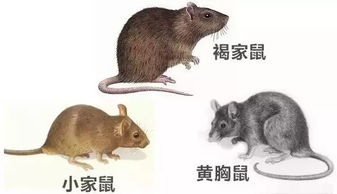 灭老鼠公司告诉你老鼠的特性以及灭鼠方法