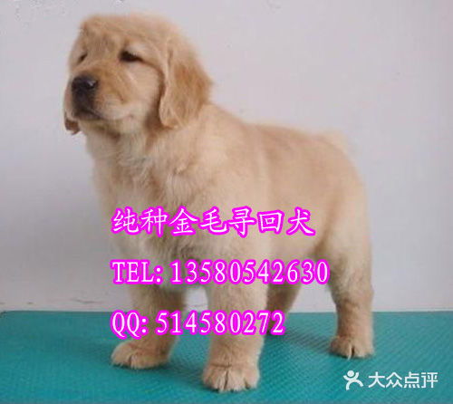 宏远狗场 广州花都区去边度能买到金毛犬图片 点评实验室宠物 