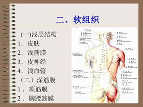 深筋膜的名词解释 