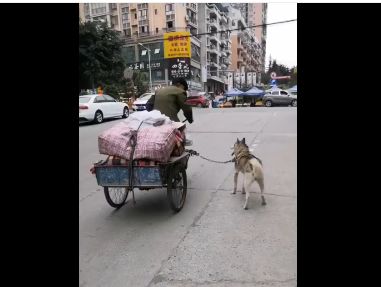 看哭了 老人骑三轮车上坡困难,狗狗拼尽全力拉车 累的浑身颤抖