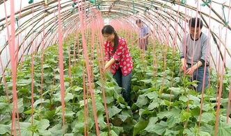 在农村种植油菜的农民为什么越来越多