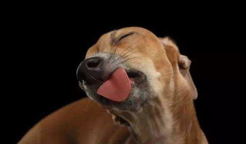 狗狗为什么喜欢舔人,那么它的嘴巴干净吗
