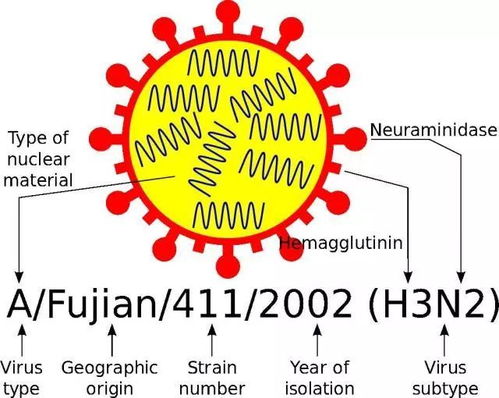 a型流感病毒，什么叫A型流感病毒