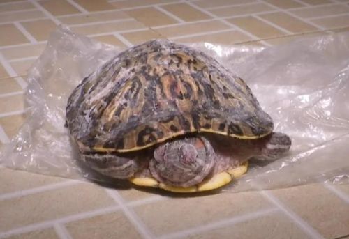 事发长沙 一只巴西龟 从天而降 砸中68岁老人,当场见血