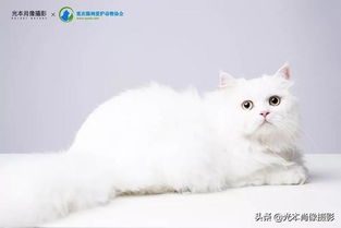 这个小小的组织,是重庆数十万流浪猫的保护神