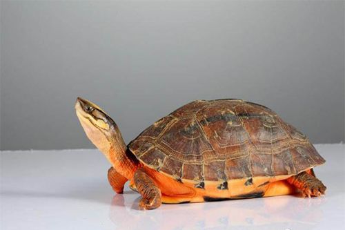 十大最好养的龟 适合新手养的宠物龟盘点