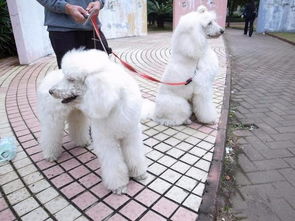 图 纯种茶杯体 小玩具贵宾犬 健康保证 签订协议 天津宠物狗 