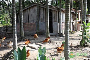 武定鸡的饲养技术及管理要点,新手怎么在农村做鸡养殖