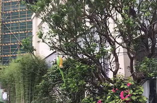 中海万锦世家动态 小区花园实拍视频 佛山安居客 