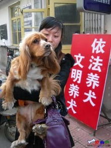 保定市高新区推出养犬新规定 倡导合法养犬