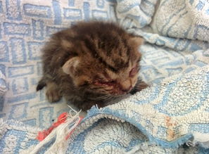 受伤遭猫妈弃养的未睁眼小猫,8个月后变胖萌霸主