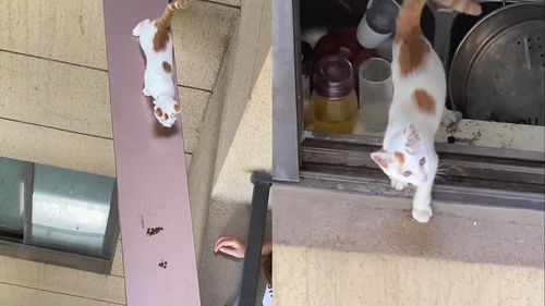 猫咪被困家中邻居高空搭板施救 目击者 主人一直不在 猫叫了多日 